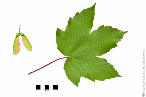 Feuille Erable sycomore et fruit (Acer pseudoplatanus)